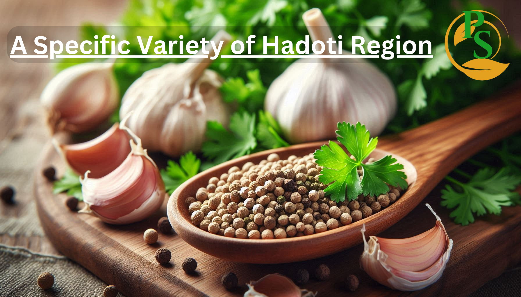 Organic coriander seeds - 100% natural, fresh, and aromatic spices for healthy cooking