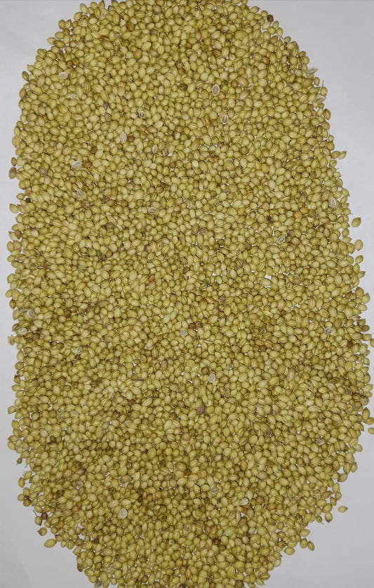 Single Parrot Coriander (Dhaniya) Seeds | Fresh Coriander Seeds | Organic & Aromatic - Prateek Spices